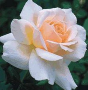 CHANDOS BEAUTY (hybrid tea)